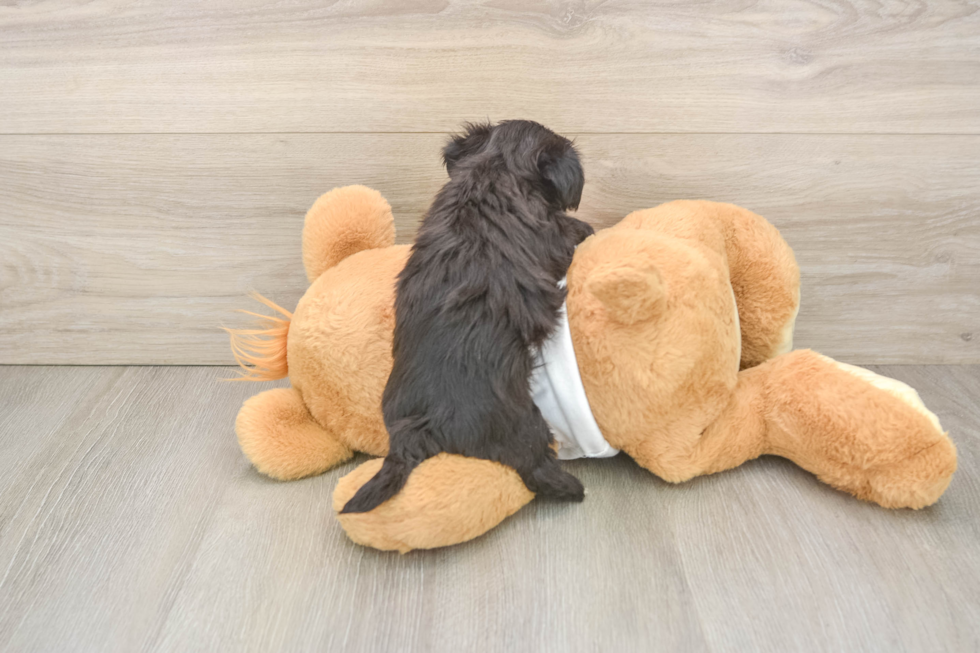 Morkie Puppy for Adoption