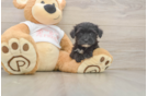 Cute Morkie Baby