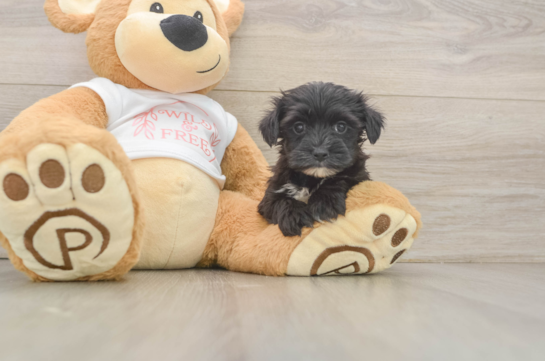 Cute Morkie Baby