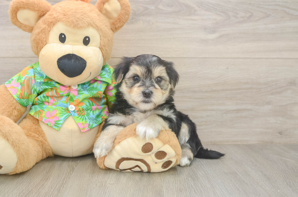 5 week old Morkie Puppy For Sale - Lone Star Pups