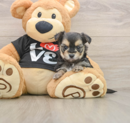 6 week old Morkie Puppy For Sale - Lone Star Pups