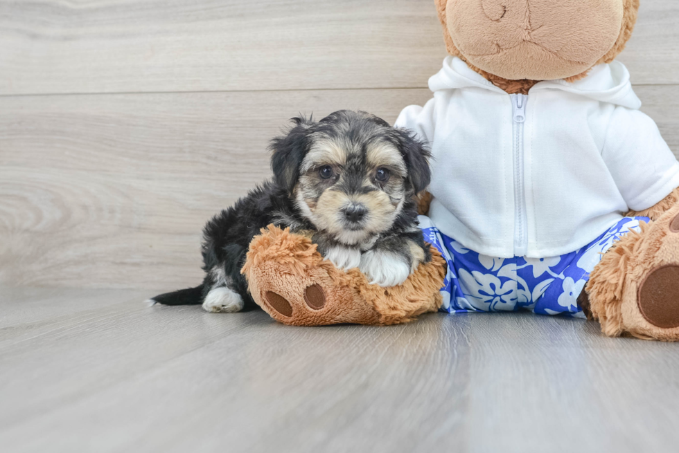 Best Morkie Baby