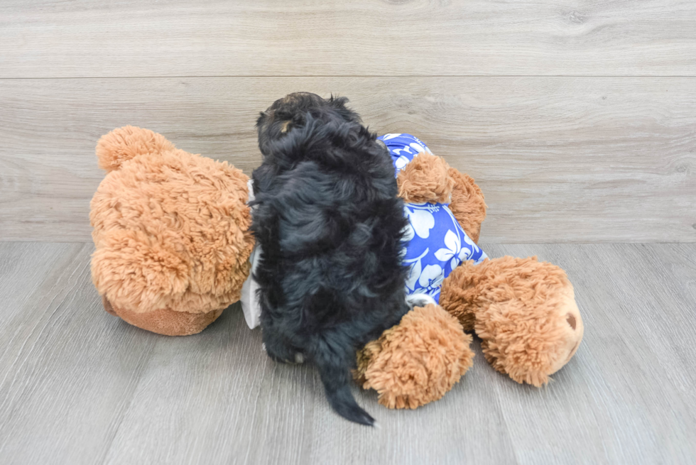 Best Morkie Baby