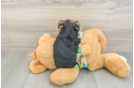 Smart Morkie Designer Pup