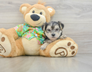 9 week old Morkie Puppy For Sale - Lone Star Pups