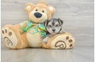 Energetic Yorktese Designer Puppy