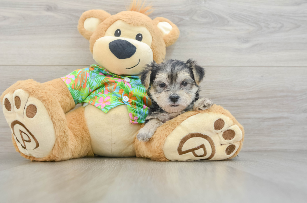 9 week old Morkie Puppy For Sale - Lone Star Pups