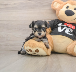 6 week old Morkie Puppy For Sale - Lone Star Pups