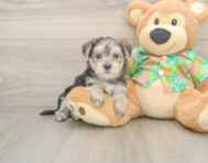 8 week old Morkie Puppy For Sale - Lone Star Pups