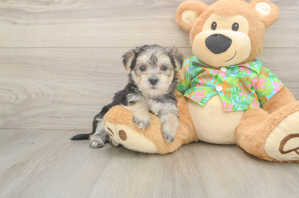 5 week old Morkie Puppy For Sale - Lone Star Pups