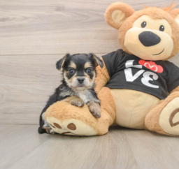 6 week old Morkie Puppy For Sale - Lone Star Pups