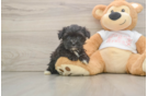 Smart Morkie Designer Pup