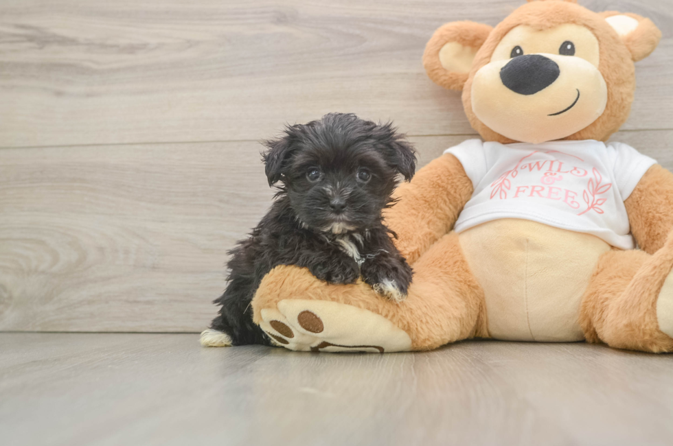 6 week old Morkie Puppy For Sale - Lone Star Pups