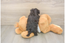 Cute Morkie Baby