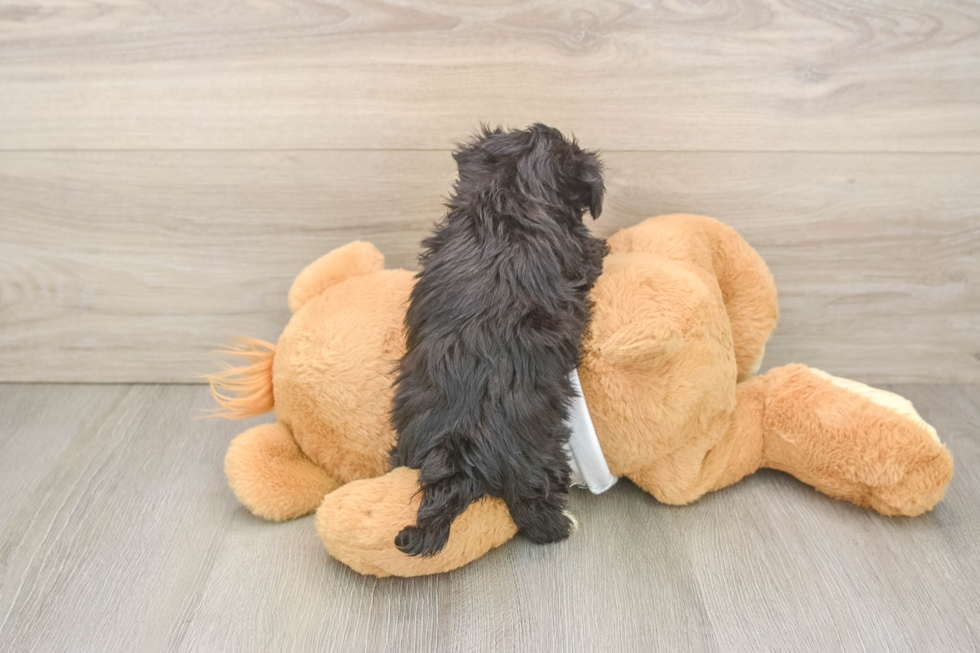 Cute Morkie Baby