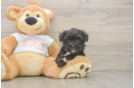 Small Morkie Baby