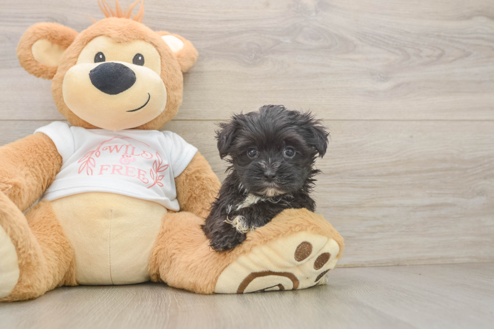 Small Morkie Baby