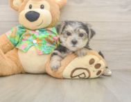 8 week old Morkie Puppy For Sale - Lone Star Pups