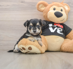 6 week old Morkie Puppy For Sale - Lone Star Pups