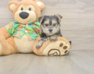 8 week old Morkie Puppy For Sale - Lone Star Pups