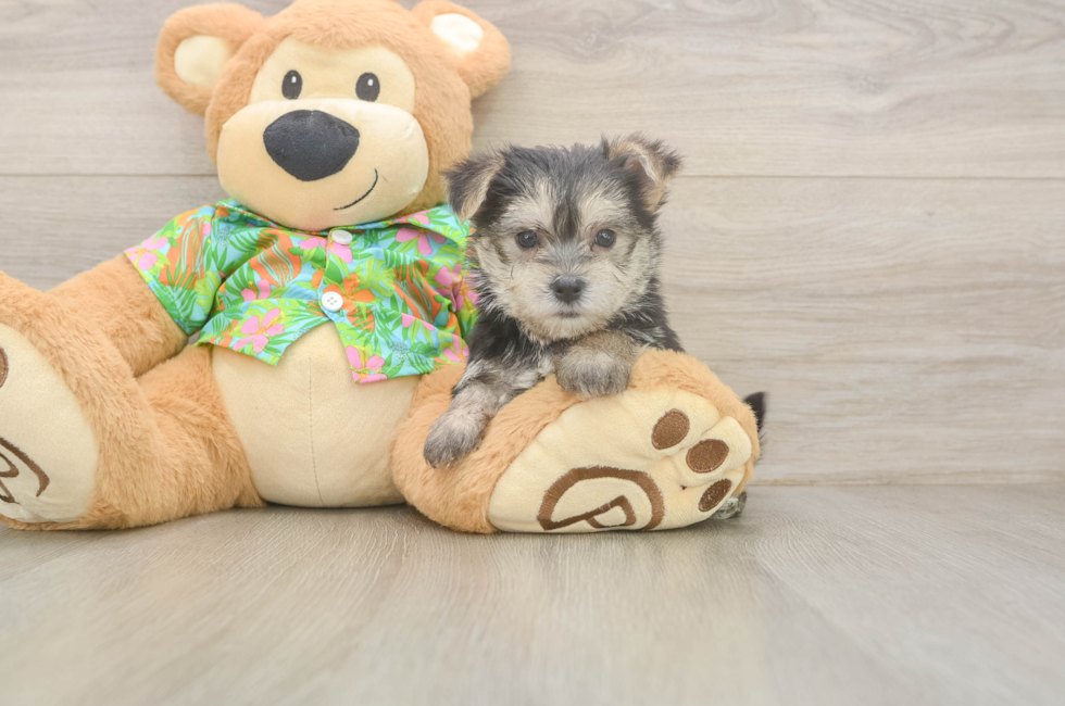 5 week old Morkie Puppy For Sale - Lone Star Pups