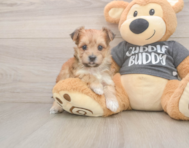 8 week old Morkie Puppy For Sale - Lone Star Pups