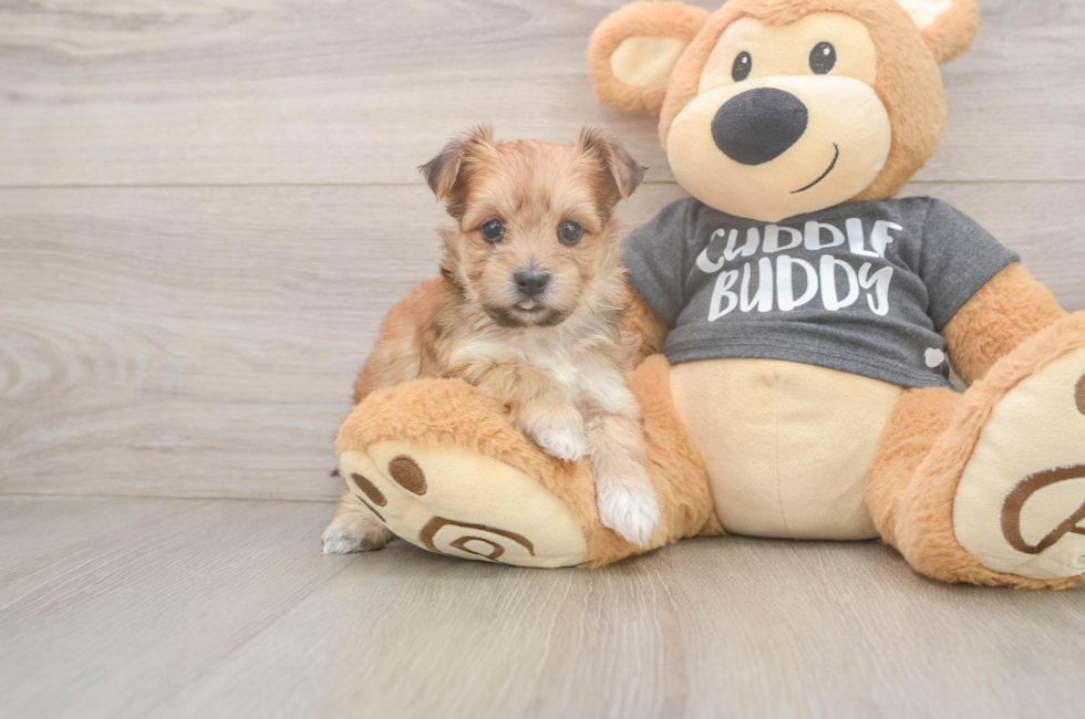 7 week old Morkie Puppy For Sale - Lone Star Pups