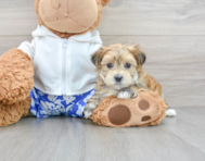 9 week old Morkie Puppy For Sale - Lone Star Pups