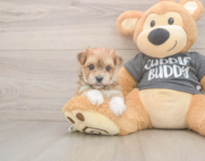 8 week old Morkie Puppy For Sale - Lone Star Pups
