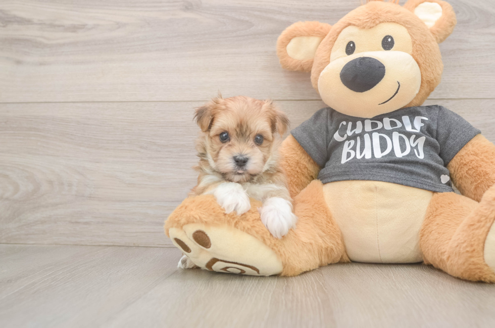 7 week old Morkie Puppy For Sale - Lone Star Pups