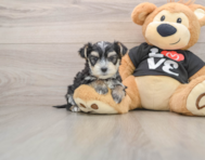 6 week old Morkie Puppy For Sale - Lone Star Pups