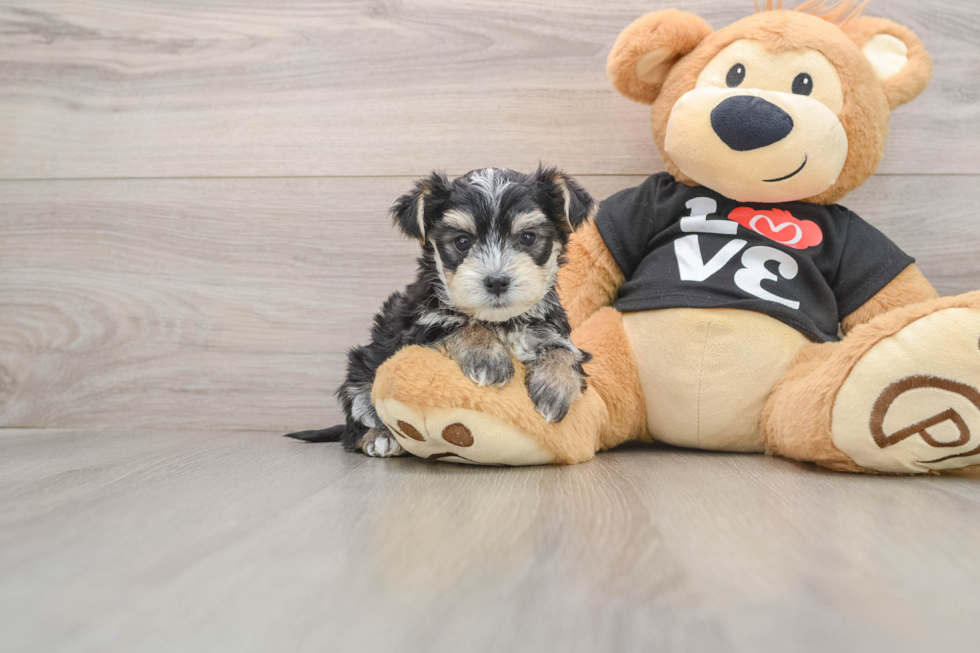 Friendly Morkie Baby