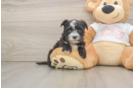Best Morkie Baby