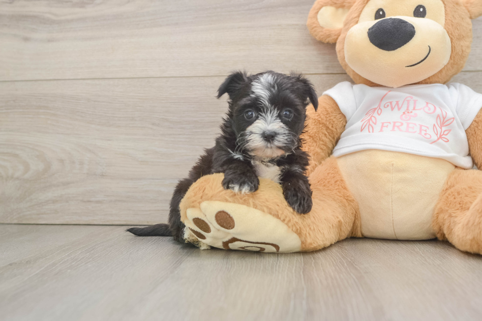 Best Morkie Baby