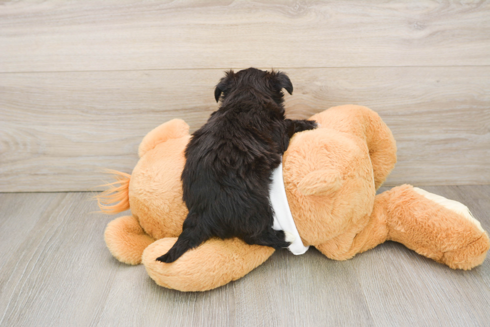 Small Morkie Baby