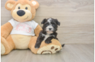 Morkie Pup Being Cute