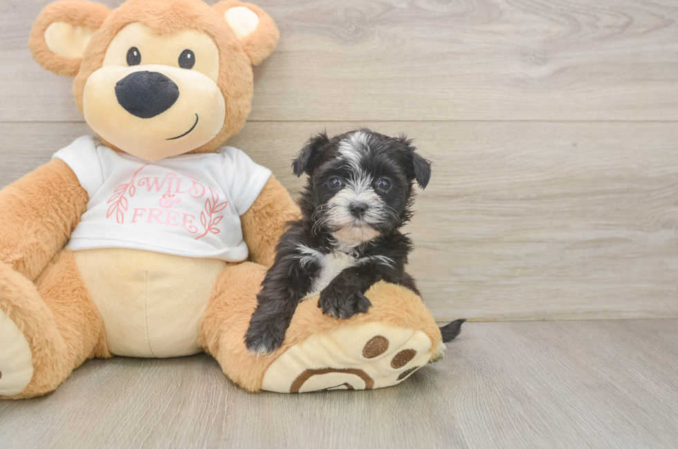 6 week old Morkie Puppy For Sale - Lone Star Pups