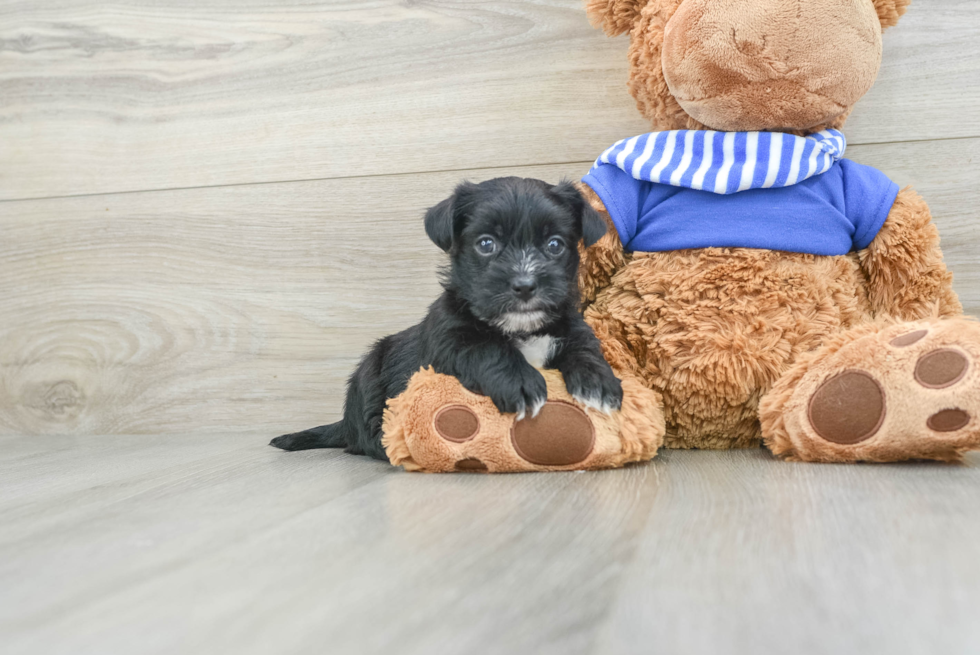 Morkie Pup Being Cute