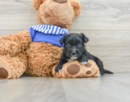 5 week old Morkie Puppy For Sale - Lone Star Pups