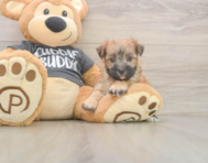8 week old Morkie Puppy For Sale - Lone Star Pups