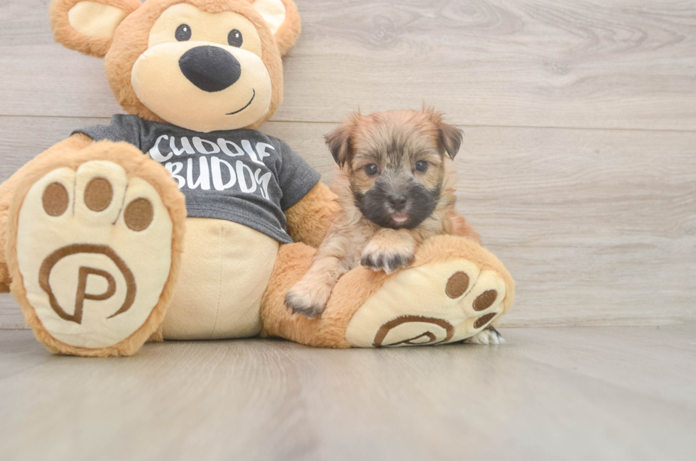 7 week old Morkie Puppy For Sale - Lone Star Pups