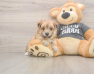 8 week old Morkie Puppy For Sale - Lone Star Pups