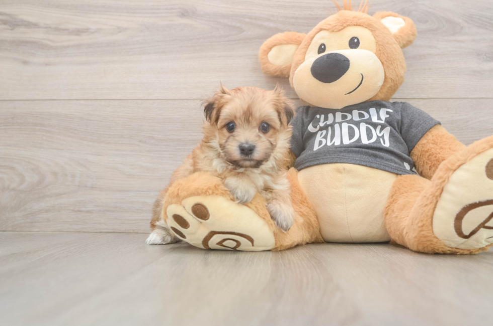7 week old Morkie Puppy For Sale - Lone Star Pups