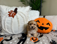 9 week old Morkie Puppy For Sale - Lone Star Pups
