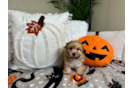 Morkie Puppy for Adoption