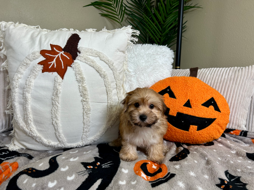 Morkie Puppy for Adoption