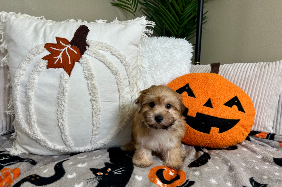 9 week old Morkie Puppy For Sale - Lone Star Pups