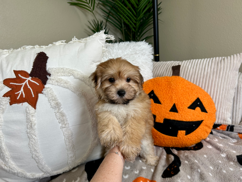 Best Morkie Baby