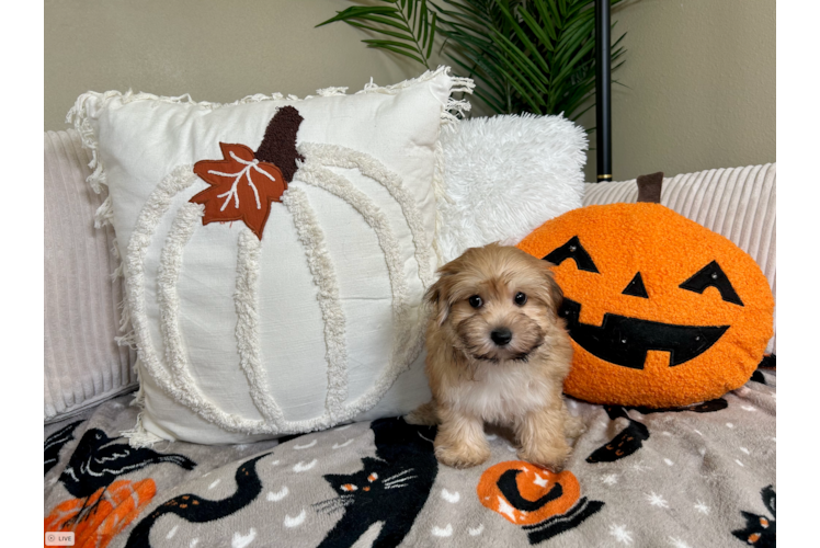 Morkie Puppy for Adoption