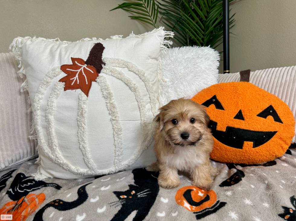 Morkie Puppy for Adoption